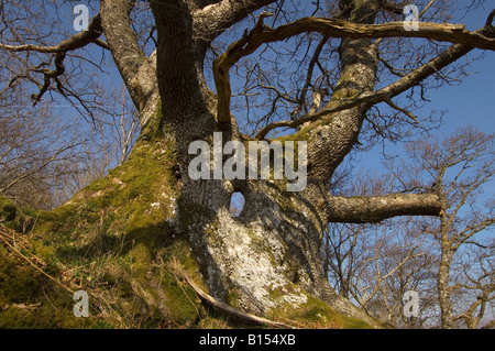 Arbre de chêne formes fantastiques avec split et creux tronc principal au début du printemps bois près de Killin Perthshire Scotland UK Banque D'Images