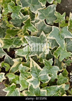 Feuilles de lierre Banque D'Images