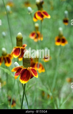 Domaine de la Mexican Hat Wildflowers (Ratibida columnifera) Banque D'Images