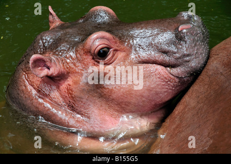 Un Mignon Bebe Hippo Photo Stock Alamy