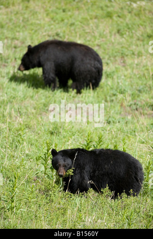 L'ours noir (Ursus americanus) dans le Parc National de Yellowstone, Wyoming Banque D'Images