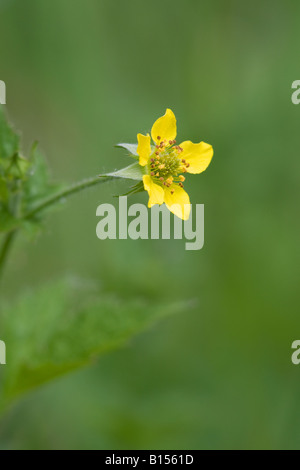 Herb Bennet (Geum urbanum Benoîte) plante en fleur Banque D'Images