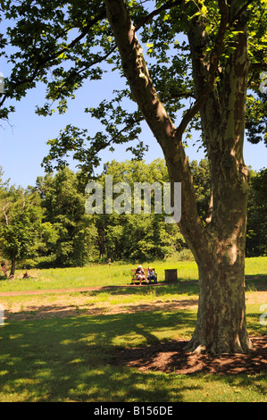 Couple resting near American sycamore géant Banque D'Images