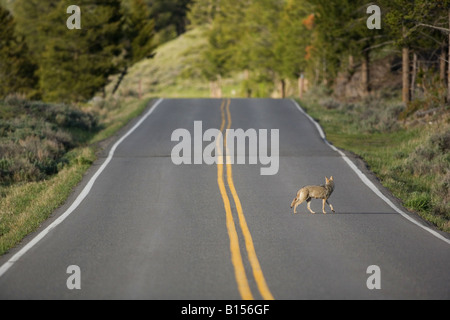 Le coyote (Canis latrans) traversant une route dans le parc national de Yellowstone Banque D'Images