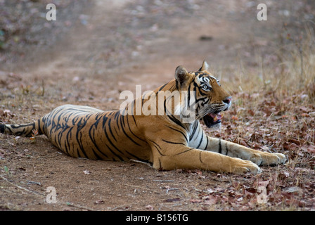 Un mâle Bengal Tiger, Ranthambhore. (Panthera tigris) Banque D'Images