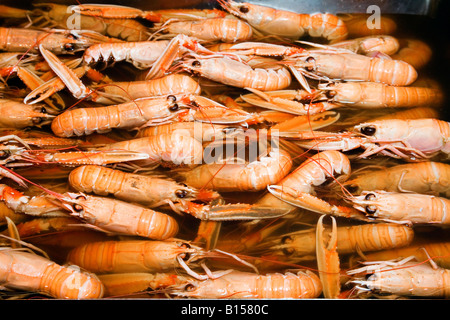 Cuire la Langoustine Nephrops norvegicus également appelé Dublin Bay prawn Langoustine Langoustine ou Banque D'Images