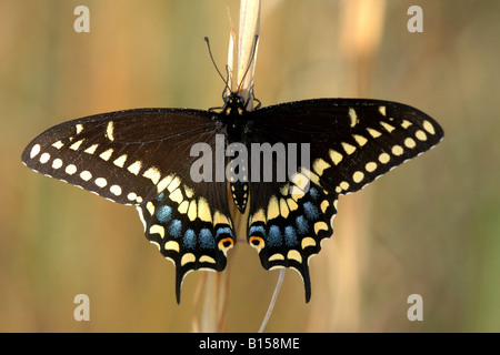 Papillon noir de l'adulte, homme, Papilio polyxenes E USA Banque D'Images