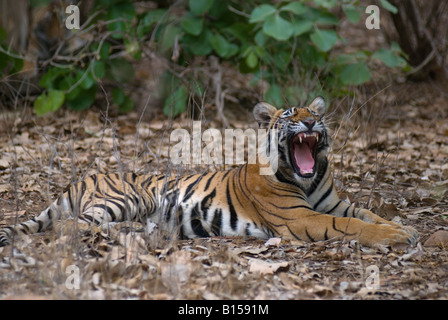 Adultes sous Tiger une orientation dans l'habitat de feuillus sèches de Ranthambhore forest. (Panthera tigris) Banque D'Images