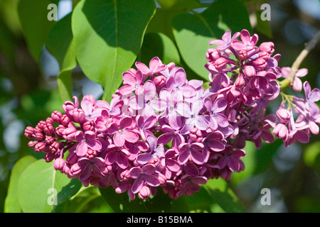 Fleurs lilas salue en l'honneur du printemps Banque D'Images