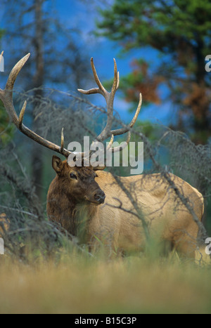 Wapiti Wapiti Cervus canadensis Bull Amérique du Nord occidentale Banque D'Images