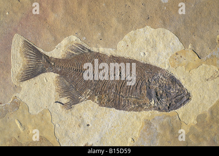 Phareodus fossiles de poissons de l'espèce Laggerstatte des dépôts de la Formation de Green River Wyoming USA ère Éocène Banque D'Images