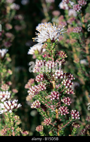- Buchu Agathosma ciliaris-Famille Rutaceae Banque D'Images