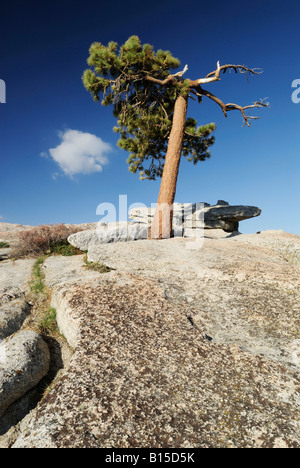 Lone Pine sur le dessus de Sentinel Dome à Yosemite National Park, Californie Banque D'Images