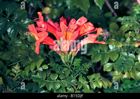 Le cap de l'Abeille et de chèvrefeuille- Tecoma capensis- Famille Bignoniaceae Banque D'Images