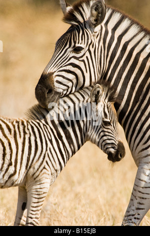 Close up profile affectueux aimant la mère et le bébé ensemble zebra, le toucher, le contact oculaire, un fond Savuti Channel Afrique Botswana Banque D'Images