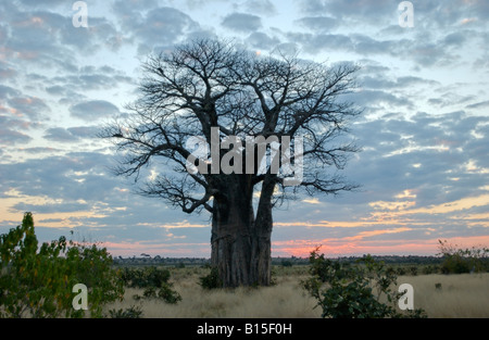 Baobab en face du coucher de soleil, l'Adansonia digitata, Savuti en Afrique Botswana Chobe National Park Banque D'Images