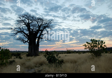 Baobab en face du coucher de soleil, l'Adansonia digitata, Savuti en Afrique Botswana Chobe National Park Banque D'Images