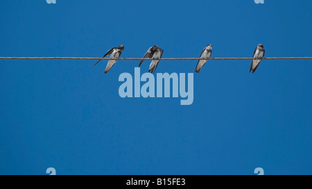 Martlet oiseaux assis sur des fils électriques Banque D'Images