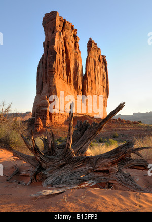 Arches National Park - Courthouse Towers et Bristlecone Pine au lever du soleil Banque D'Images