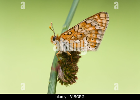 Marsh Fritillary Euphydryas aurinia homme adulte au repos sur une tige de pointe avec des ailes fermées Banque D'Images