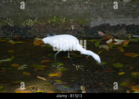 Le Japon, Kyoto. Héron blanc (Egretta alba modesta) Banque D'Images