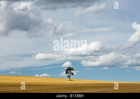 Arbre isolé dans un champ de blé entre Brownrigg et Cessford Moor dans la région des Scottish Borders, Scotland Banque D'Images