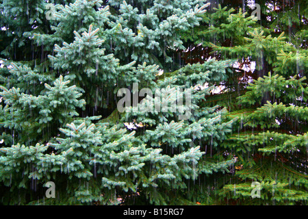 Neige précoce sur l'Épinette bleue ( Picea pungens ) Amérique du Nord Banque D'Images