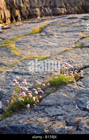 Sea Thrift croissantes entre les rochers Plage de Bamburgh, Northumberland, Angleterre Banque D'Images