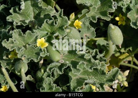 Squirting cucumber Echballium elaterium fleurs et fruits Crete Banque D'Images