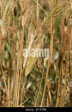 Oreilles de maturation de la plante de l'orge Hordeum murinum mur Banque D'Images