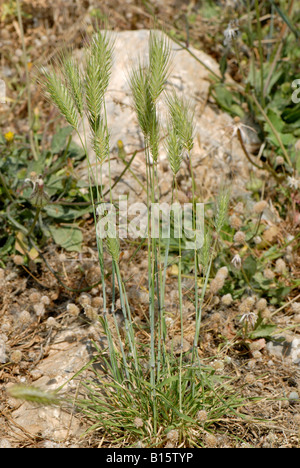 Oreilles non mûr vert sauvage de l'orge Hordeum murinum plante mural Banque D'Images