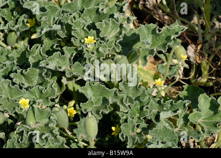 Squirting cucumber Echballium elaterium fleurs et fruits Crete Banque D'Images