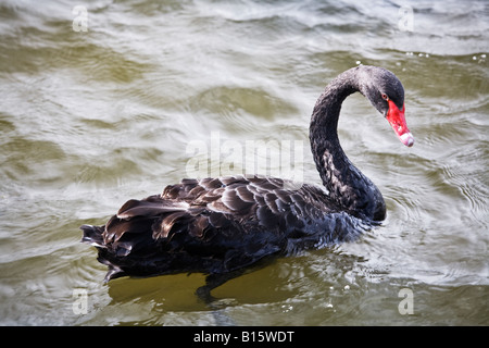 BLACK SWAN ROTORUA NOUVELLE ZÉLANDE Banque D'Images