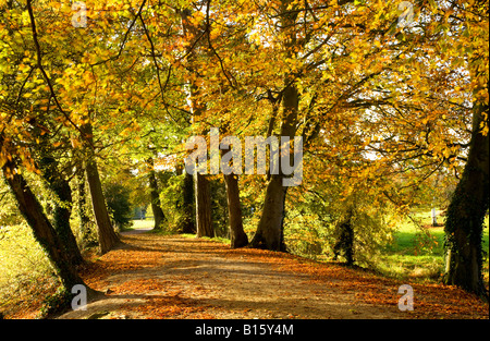 Avenue de l'automne doré qui bordent un chemin avec des feuilles tombées à Coate Water Country Park, près de Swindon, Wiltshire, England, UK Banque D'Images