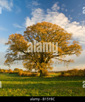 Grand arbre d'automne Banque D'Images