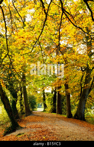 Avenue de l'automne doré qui bordent un chemin avec des feuilles tombées à Coate Water Country Park, près de Swindon, Wiltshire, England, UK Banque D'Images