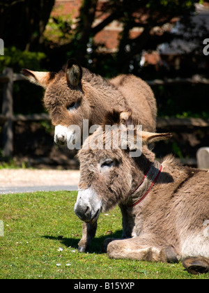 Âne avec poulain dans le New Forest Hampshire UK Banque D'Images