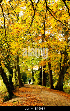 Femme marchant le long d'une avenue bordée d'arbres à l'automne d'or de Coate Water Country Park, près de Swindon, Wiltshire, England, UK Banque D'Images