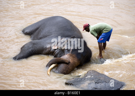 Un mahout lave son éléphant dans la rivière à l'orphelinat des éléphants Pinnewala Banque D'Images