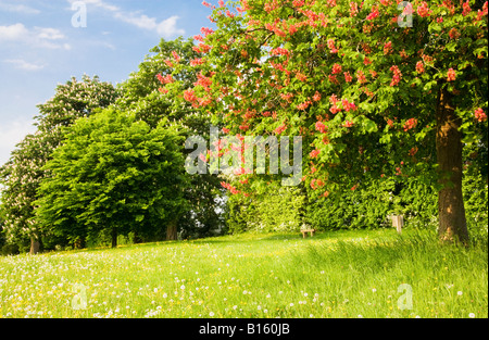 Avec les arbres en fleurs au printemps rouge et blanc debout dans un pré herbeux des graines de pissenlit et de renoncules dans le Wiltshire, Angleterre Banque D'Images