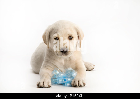 Lab mâle chiot sur white with blue ribbon Banque D'Images