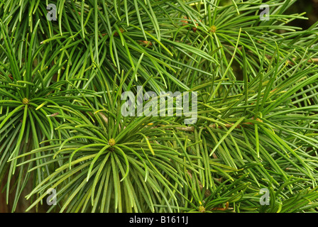 Le pin parasol, (Sciadopitys verticillata) Banque D'Images