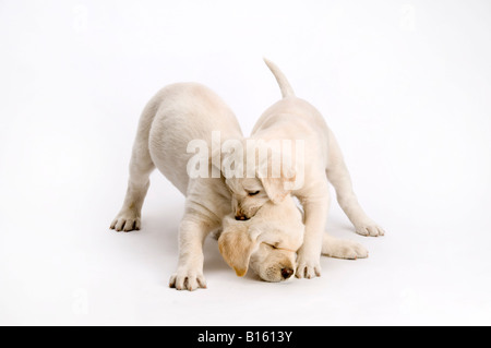 Deux chiots Labrador jouant sur fond blanc Banque D'Images