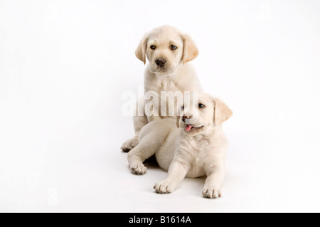 Deux chiots Labrador posant sur fond blanc Banque D'Images