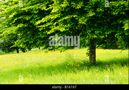 Arbre en feuilles d'été debout dans un pré herbeux plein de renoncules jaunes à Coate Water Country Park, Wiltshire, Angleterre Banque D'Images