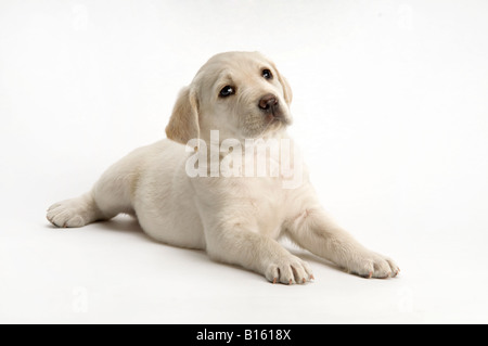 Chiot labrador posant sur fond blanc Banque D'Images