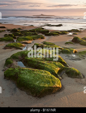 Des roches couvertes d'algues sur la plage à près de Hauxley Amble sur la côte de Northumbrie, Northumberland England Banque D'Images