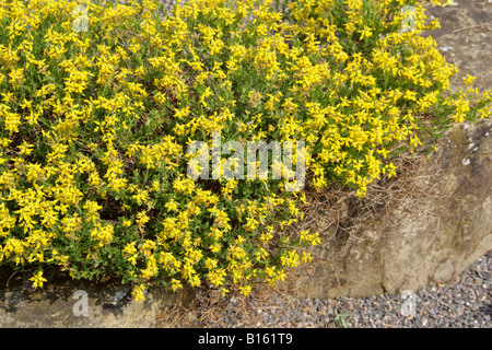 Balai allemand, Genista germanica Fabaceae aka Greenweed allemand et Rock Broom Banque D'Images