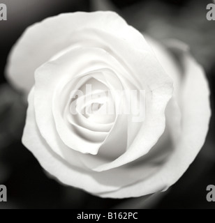 Close up of a Black et White Rose Banque D'Images