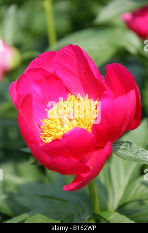 La pivoine de Chine, Paeonia lactiflora 'Bridal Gown' vivaces Banque D'Images